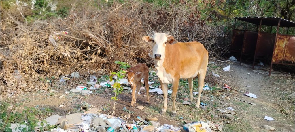 लापरवाह पशुपालको के चलते गाय ने जनपद बगीचे में बछड़े को दिया जन्म