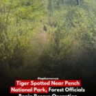 पेंच राष्ट्रीय उद्यान के पास बाघ देखा गया, वन अधिकारियों ने बचाव अभियान शुरू किया