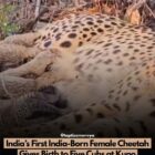 भारत में जन्मी पहली मादा चीता ने कुनो में पांच शावकों को जन्म दिया