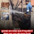 मुलताई: ग्राम खतेड़ा कला में पशु कोठे में भीषण आग, गाय और बछड़ा झुलसे