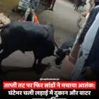 ताप्ती तट पर फिर सांडों ने मचाया आतंक: घंटेभर चली लड़ाई में दुकान और वाटर कूलर क्षतिग्रस्त