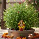 तुलसी पर अर्पित करें कच्चा दूध, गृह क्लेश से मिलेगी मुक्ति,आर्थिक तंगी होगी दूर