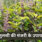 तुलसी मंजरी बदल देगी आपकी तकदीर, आर्थिक तंगी दूर करने के लिए करें ये उपाय