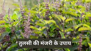 tulsi