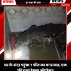 घर के अंदर पहुंचा 7 फीट का मगरमच्छ, एक घंटे चला रेस्क्यू ऑपरेशन