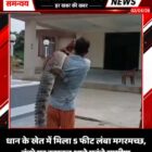 धान के खेत में मिला 5 फीट लंबा मगरमच्छ, कंधे पर उठाकर थाने पहुंचे ग्रामीण