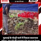 मुलताई के पोल्ट्री फार्म में निकला खतरनाक कोबरा, एक घंटे की मशक्कत के बाद हुआ रेस्क्यू