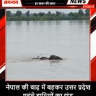 नेपाल की बाढ़ में बहकर उत्तर प्रदेश पहुंचे हाथियों का झुंड
