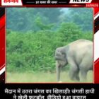 मैदान में उतरा जंगल का खिलाड़ी! जंगली हाथी ने खेली फुटबॉल, वीडियो हुआ वायरल
