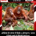 ओडिशा के जंगल में दिखे 5 ओरंगुटान, भारत में कैसे पहुंचे ये विदेशी मेहमान?
