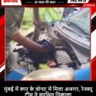 मुंबई में कार के बोनट में मिला अजगर, रेस्क्यू टीम ने सुरक्षित निकाला