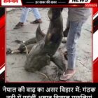 नेपाल की बाढ़ का असर बिहार में: गंडक नदी में पहुंचीं अज्ञात विशाल मछलियां