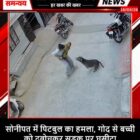 सोनीपत में पिटबुल का हमला, गोद से बच्ची को दबोचकर सड़क पर घसीटा