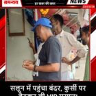 सलून में पहुंचा बंदर, कुर्सी पर बैठकर ली VIP मसाज!