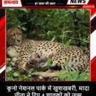 कूनो नेशनल पार्क में खुशखबरी, मादा चीता ने दिए 4 शावकों को जन्म