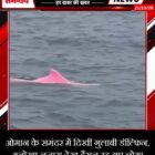 ओमान के समंदर में दिखीं गुलाबी डॉल्फिन, अनोखा नजारा देख हैरान रह गए लोग!