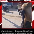 हरियाणा के पलवल में बेजुबान से बेरहमी! बंदर को पकड़कर भीड़ ने बरसाए थप्पड़ और डंडे