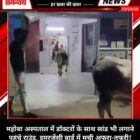 महोबा अस्पताल में डॉक्टरों के साथ सांड भी लगाने पहुंचे राउंड, इमरजेंसी वार्ड में मची अफरा-तफरी!