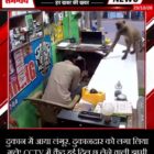 दुकान में आया लंगूर, दुकानदार को लगा लिया गले! CCTV में कैद हुई दिल छू लेने वाली झप्पी