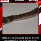 दाहोद में दिखा कुदरत का अनोखा करिश्मा, एक शरीर पर दो सिर वाला सांप मिला!