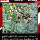 कूनो में खुशियों की दस्तक: मादा चीता KJP21 ने दिया 5 शावकों को जन्म, देश में 60 हुए चीते